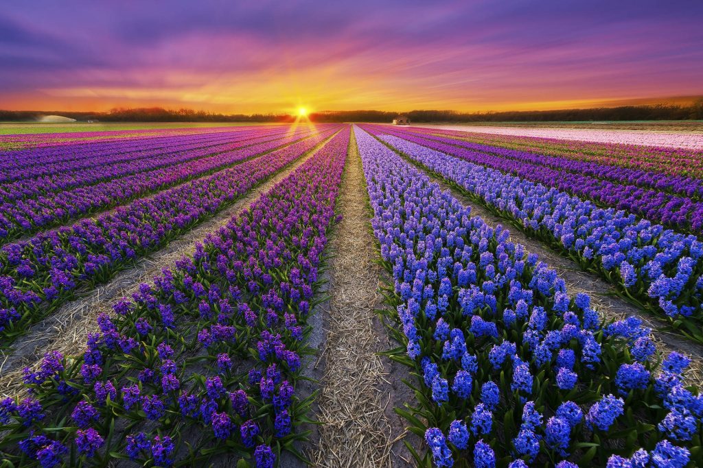 Hyacinth flower field at sunset with purple and blue blossoms in warm golden light wallpaper