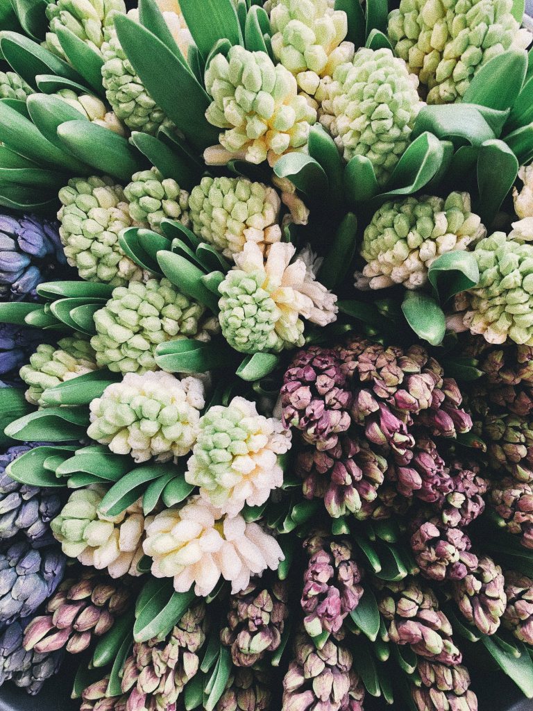 Macro close-up of vibrant fresh hyacinth flowers in green and violet hues floral wallpaper background