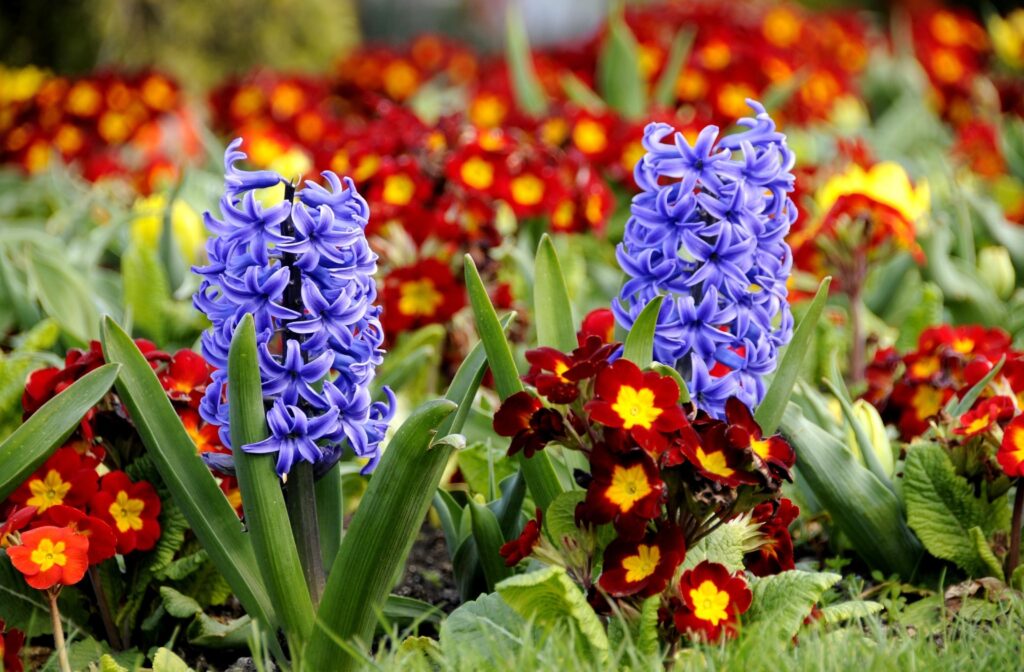 Vibrant Spring Wallpaper: Close-Up of Blooming Hyacinths & Primroses
