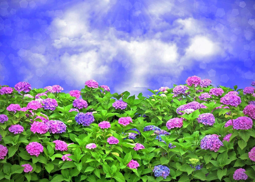 Vibrant Hydrangea Wallpaper: Pink, Purple & Blue Against a Blue Sky