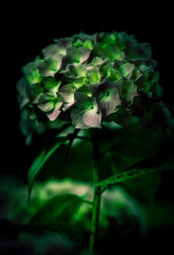 Vibrant Hydrangea Close-Up Wallpaper: Green Petals on Dark Background