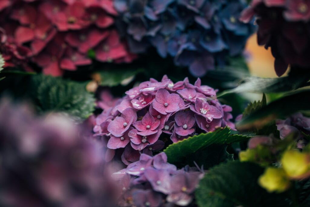 Vibrant Hydrangea Close-Up: Delicate Purple, Pink & Blue Petals Wallpaper