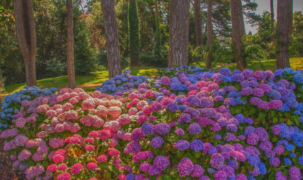 Vibrant hydrangea flowers in pink violet and blue bloom under sunlight in a forest clearing wallpaper