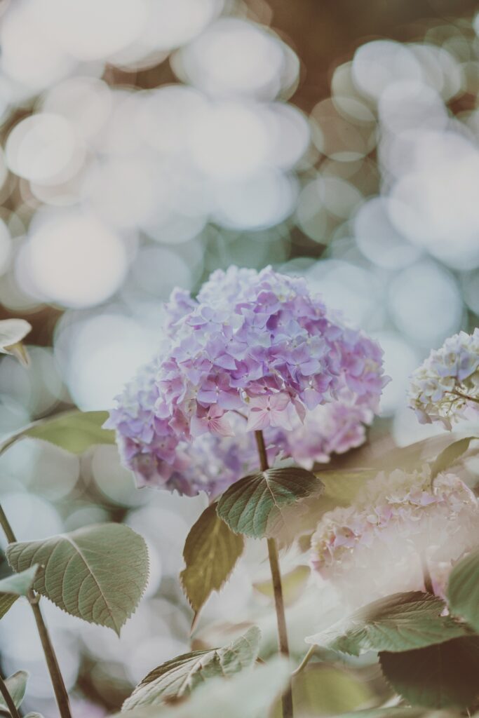 Vibrant Hydrangea Close-Up Wallpaper with Dreamy Blurred Background