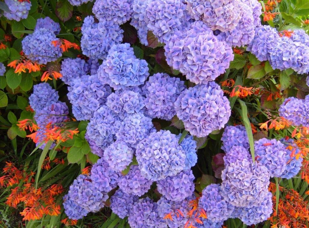 Vibrant Hydrangea Wallpaper: Blue, Purple & Orange Floral Garden