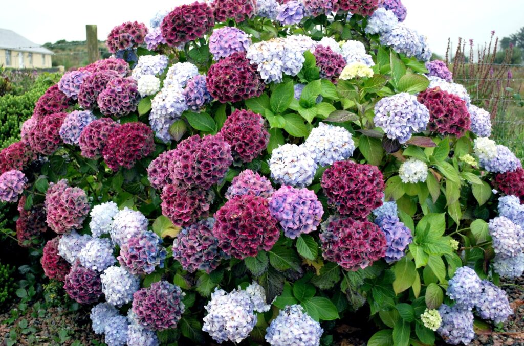 Vibrant Hydrangea Bush Wallpaper: Colorful Blossoms & Green Foliage