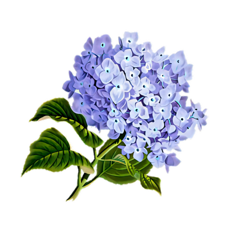 Vibrant Hydrangea Bloom Wallpaper: Elegant Purple Floral Background
