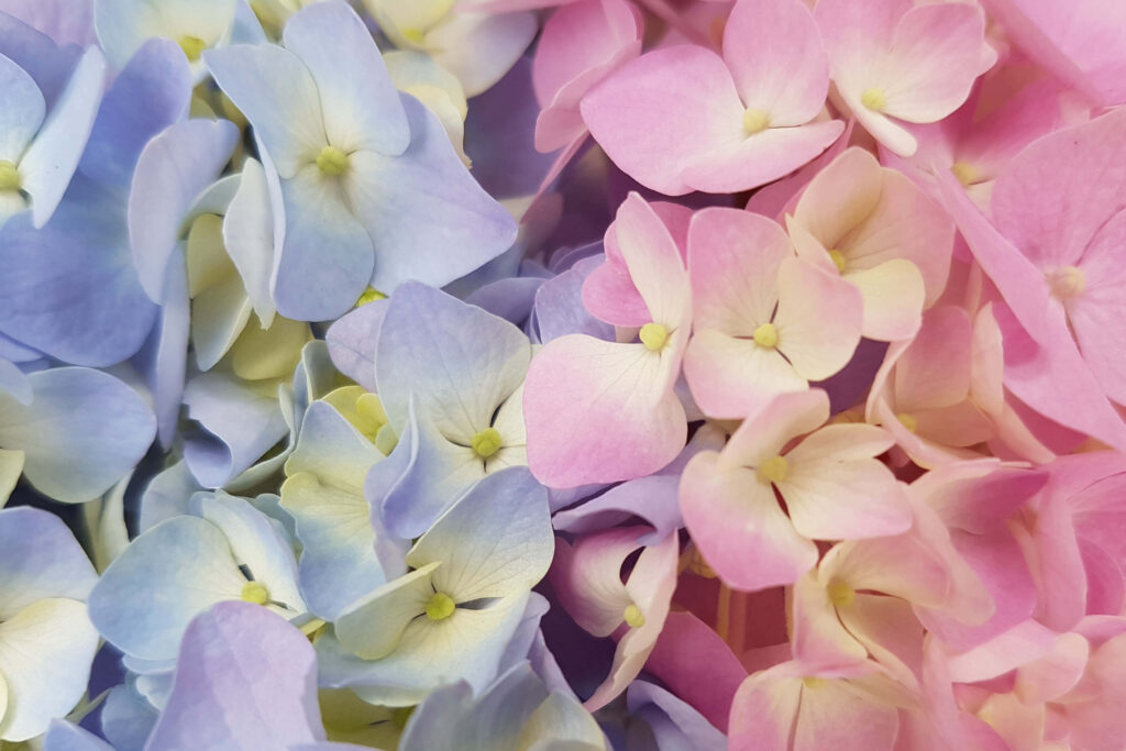 Soft Hydrangea Background Wallpaper: Pink, Purple & Blue Bloom