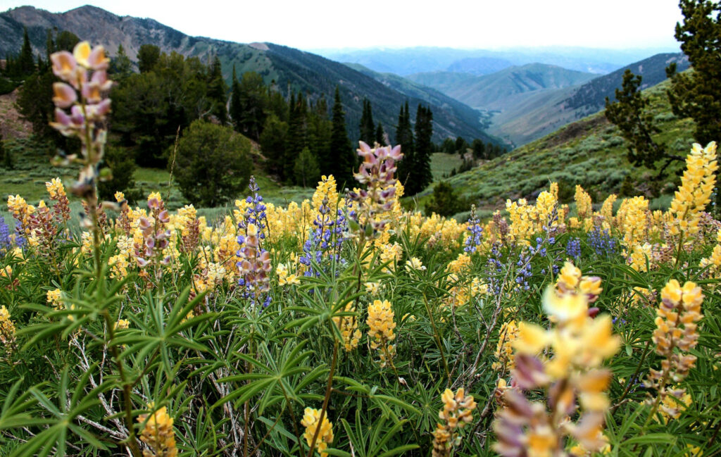 Vibrant Flower Field Wallpaper: Scenic Idaho Hills & Mountain View