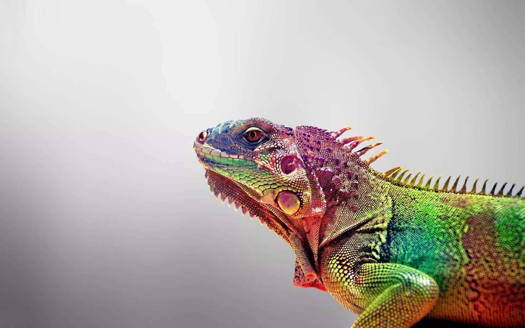 Vibrant colorful iguana portrait with iridescent purple green yellow scales on neutral background Wallpaper