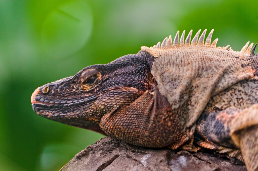 Close-Up of Colorful Iguana Wallpaper: Vibrant Textured Reptile