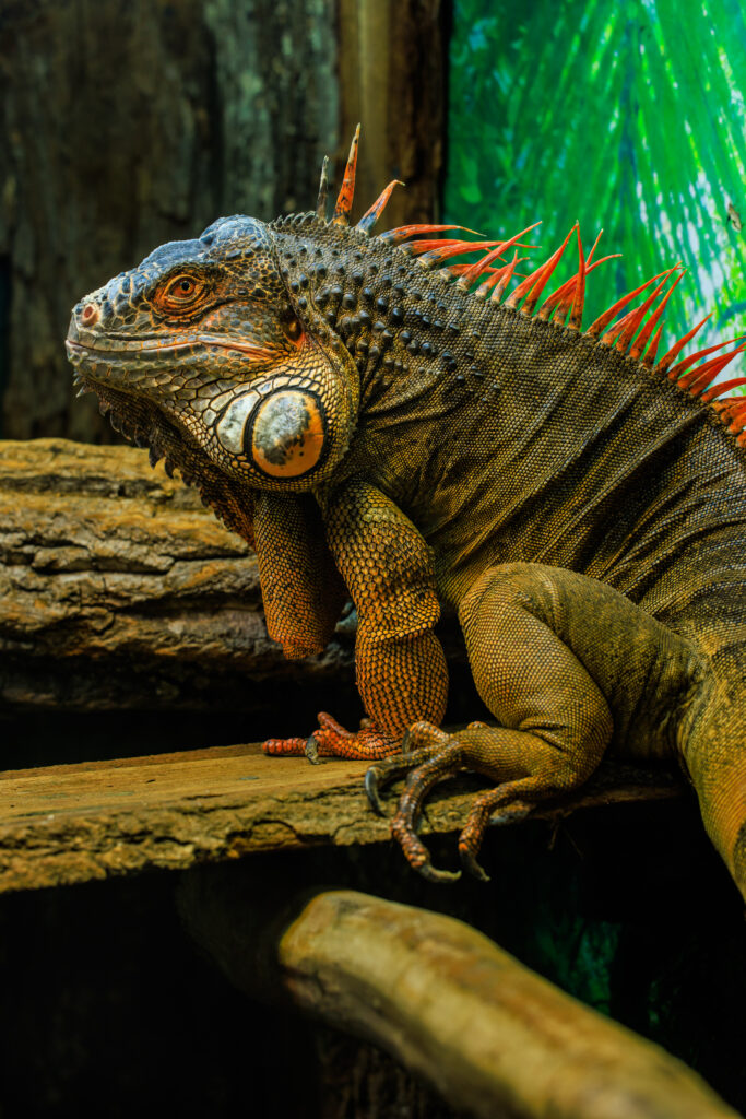Vibrant Iguana on Logs: Colorful Reptile Wallpaper with Green Background