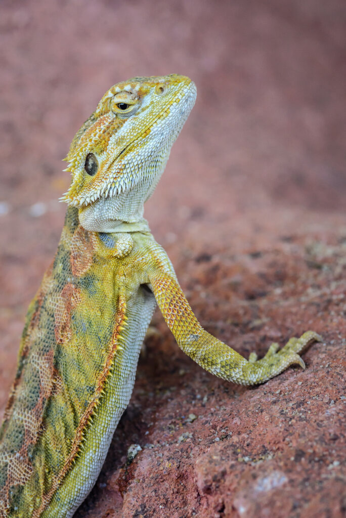 Vibrant Iguana Wallpaper: Detailed Green & Yellow Reptile on Stone