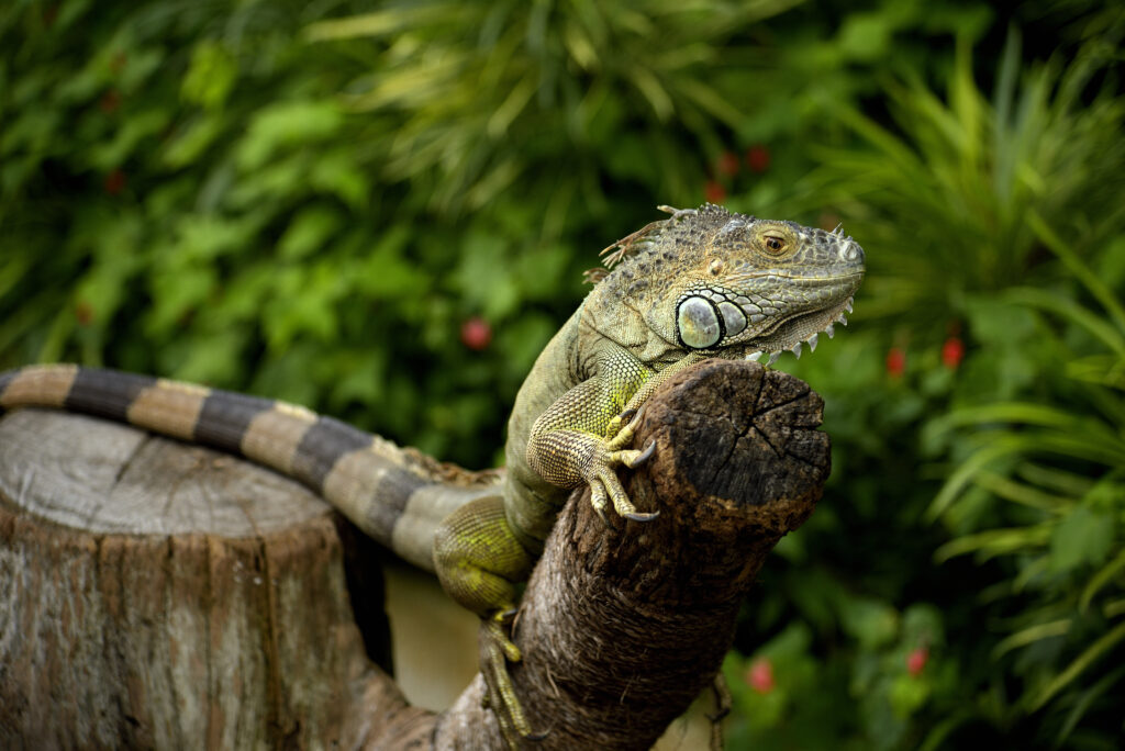 Vibrant Iguana on Tree Stump Against Lush Green Background Wallpaper