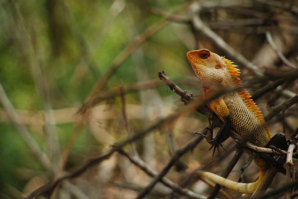Vibrant Iguana Wallpaper: Colorful Reptile on Tree Branch