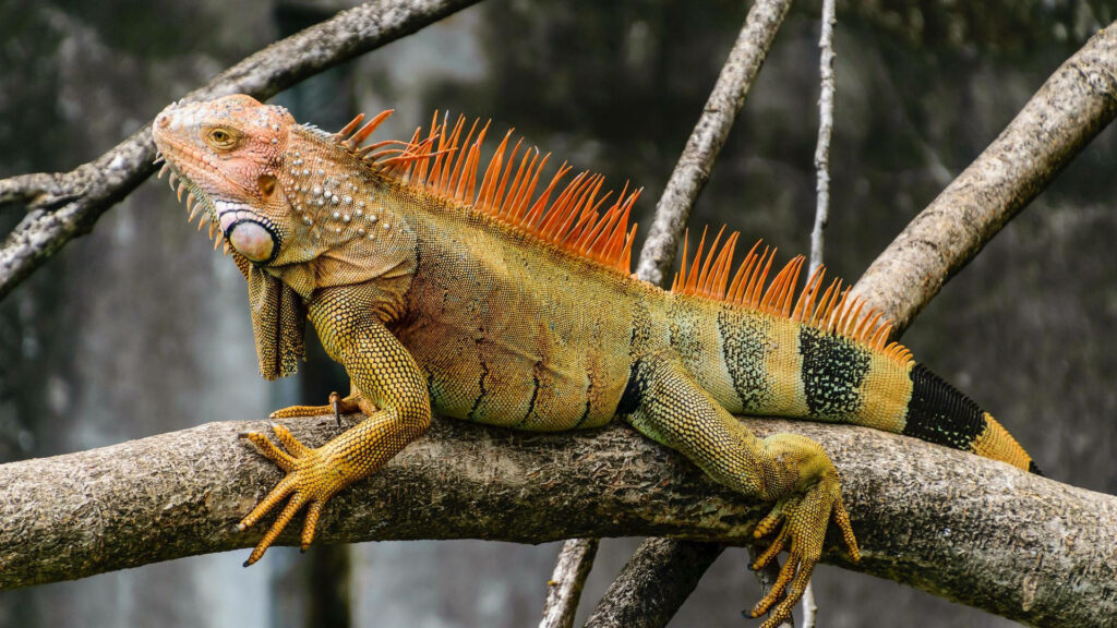 Vibrant Iguana Wallpaper: Captivating Wildlife Scene on Tree Branch