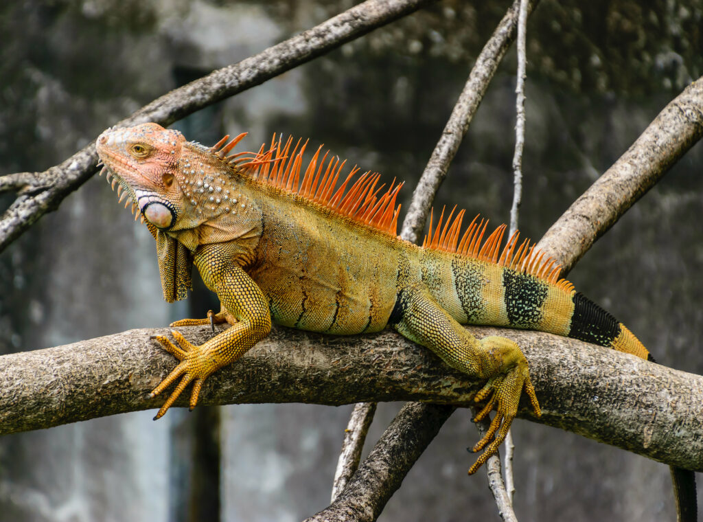 Vibrant Iguana Wallpaper: Striking Scales & Natural Background