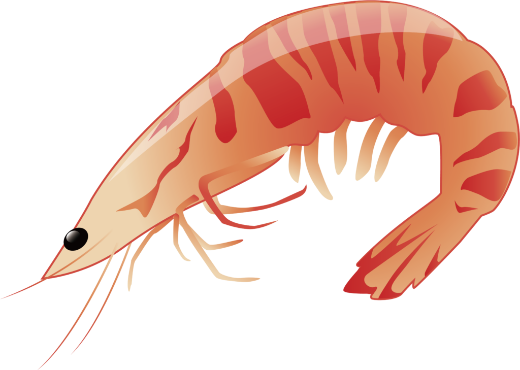 Vibrant Illustrated Prawn Wallpaper: Colorful Marine Artwork