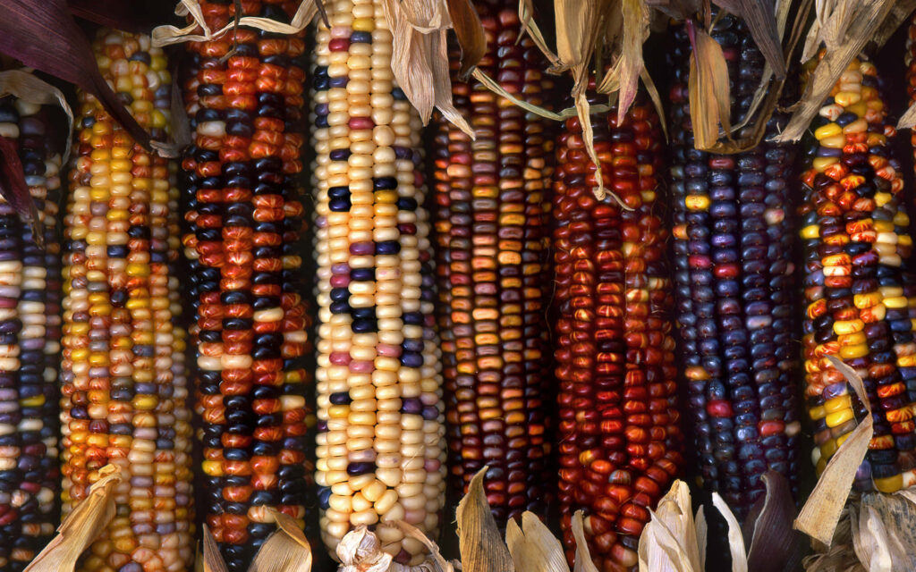 Vibrant colorful Indian corn wallpaper with glossy kernels in reds yellows purples and oranges