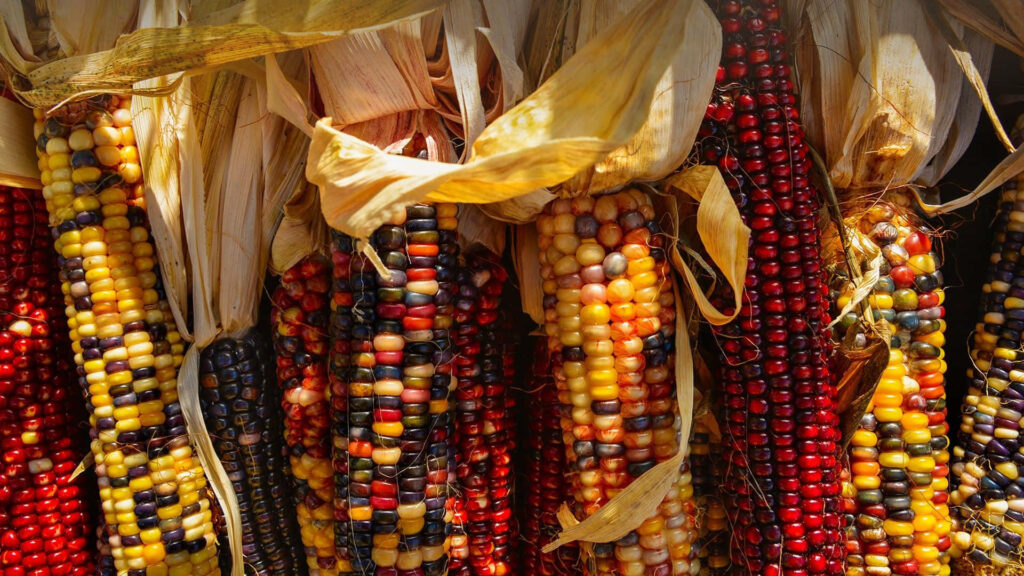 Vibrant Indian corn wallpaper with multicolored kernels and rustic husks for autumn decor