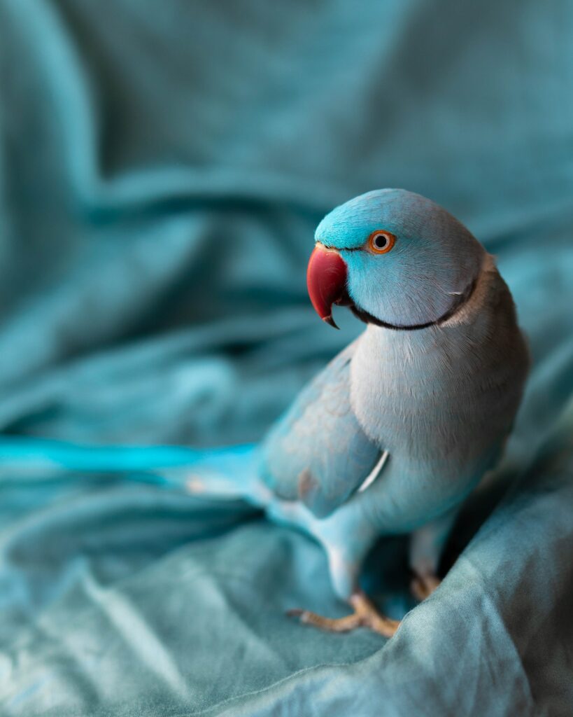 Vibrant Indian Parrot Wallpaper: Colorful Feathers on Soft Background