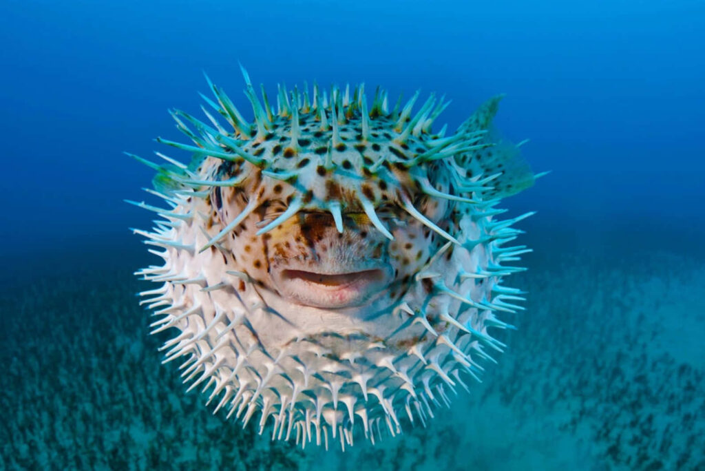 Close-up underwater blowfish inflated with spiky body and vibrant patterns in deep blue ocean Wallpaper