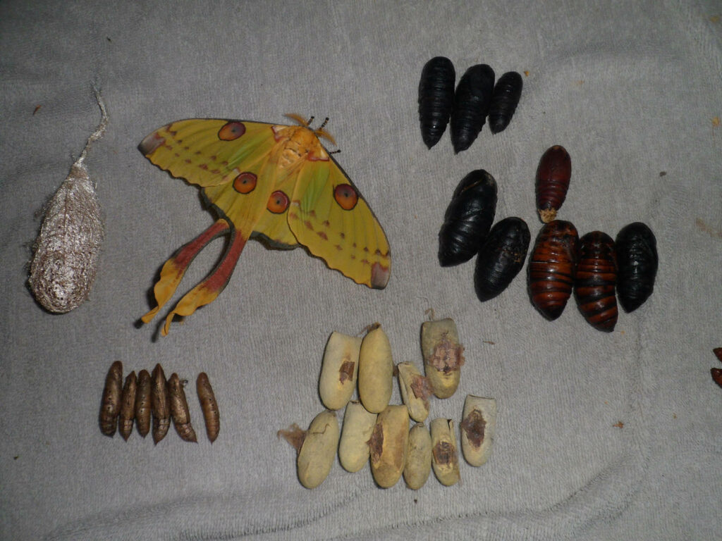 Vibrant Insect Metamorphosis Wallpaper: Cocoons, Pupae & Moth