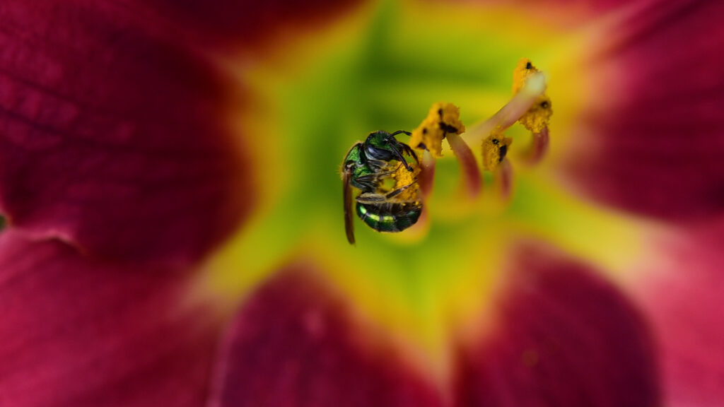 Close-Up of Insect Collecting Pollen Amid Blurred Flower Petals Wallpaper