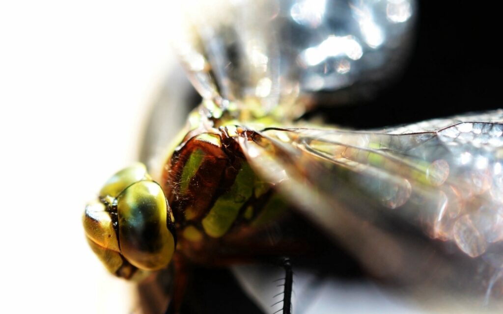 Vibrant Insect Macro Close-Up: Intricate Eyes & Translucent Wings Wallpaper