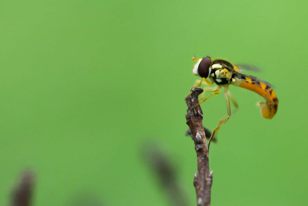 Vibrant Insect Macro Wallpaper: Nature's Intricate Details