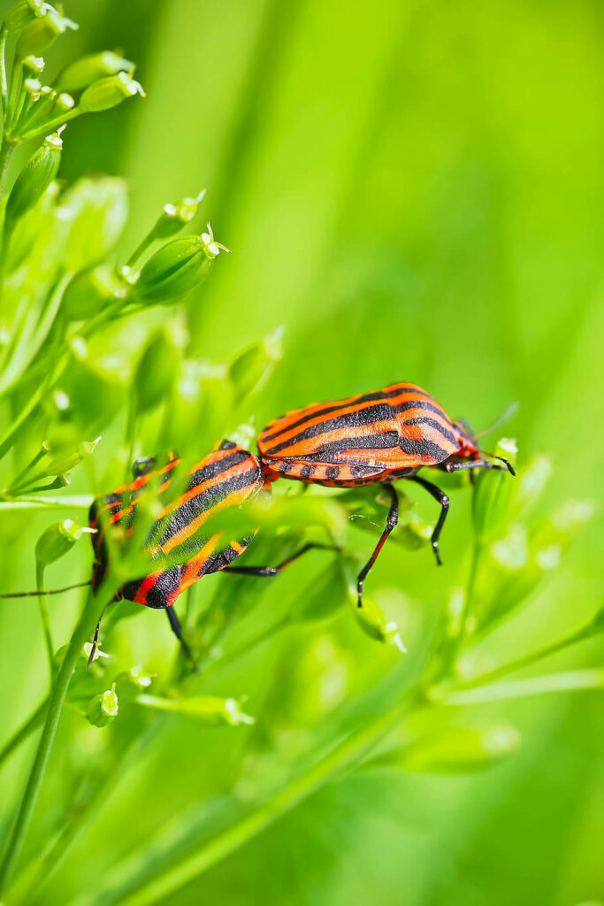 Vibrant Beetle Close-Up Among Shield Bugs in Lush Green Foliage Wallpaper