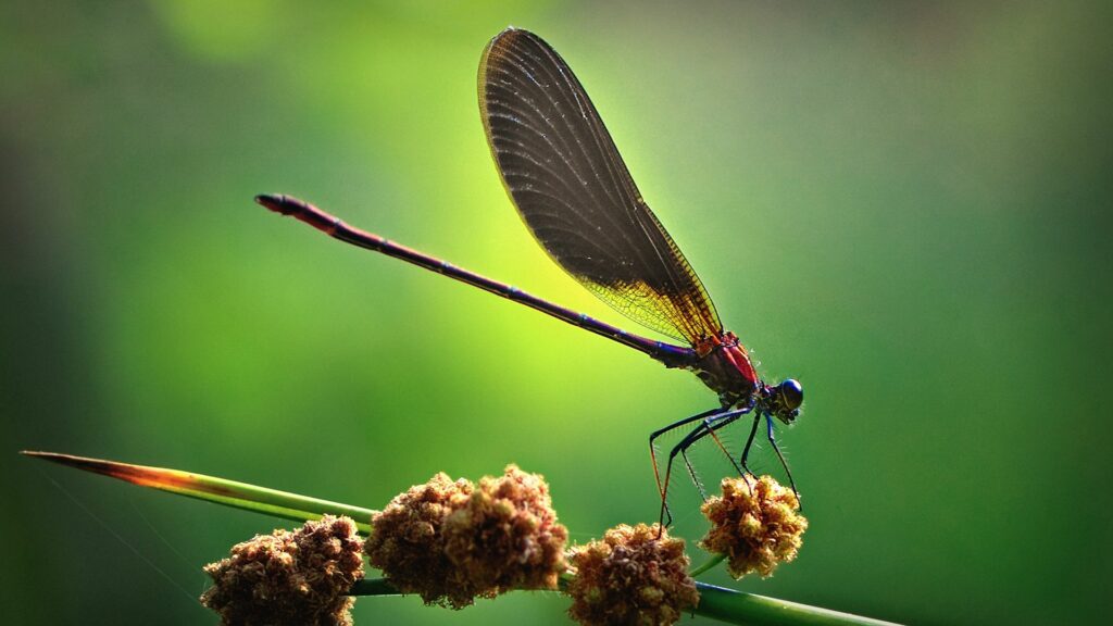 Vibrant Insect Wallpaper: Translucent Wings in Soft Glowing Light