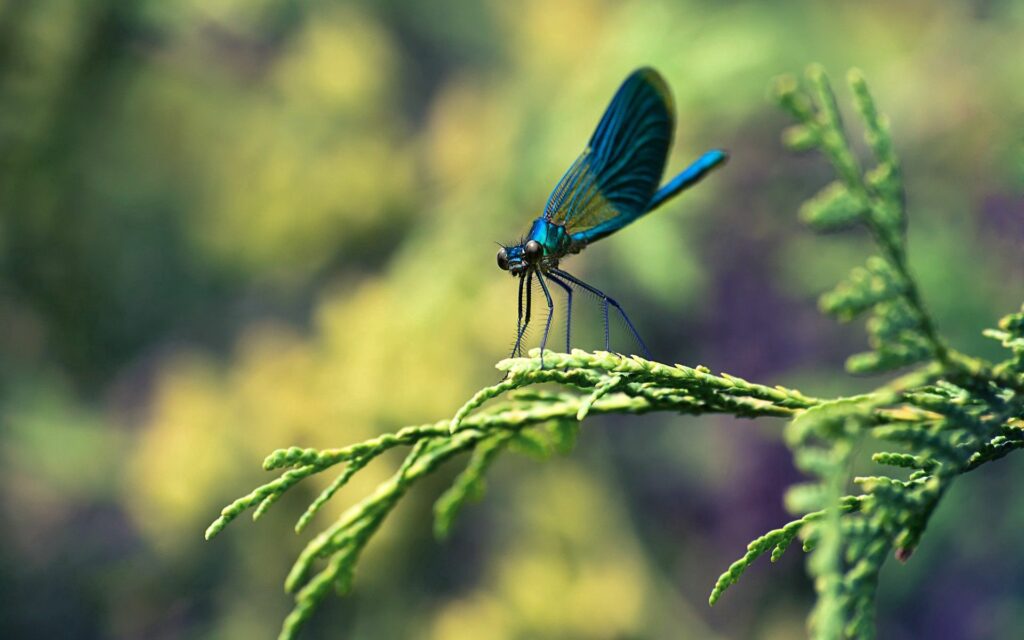 Vibrant Insect Close-Up on Green Branches - Nature Wallpaper