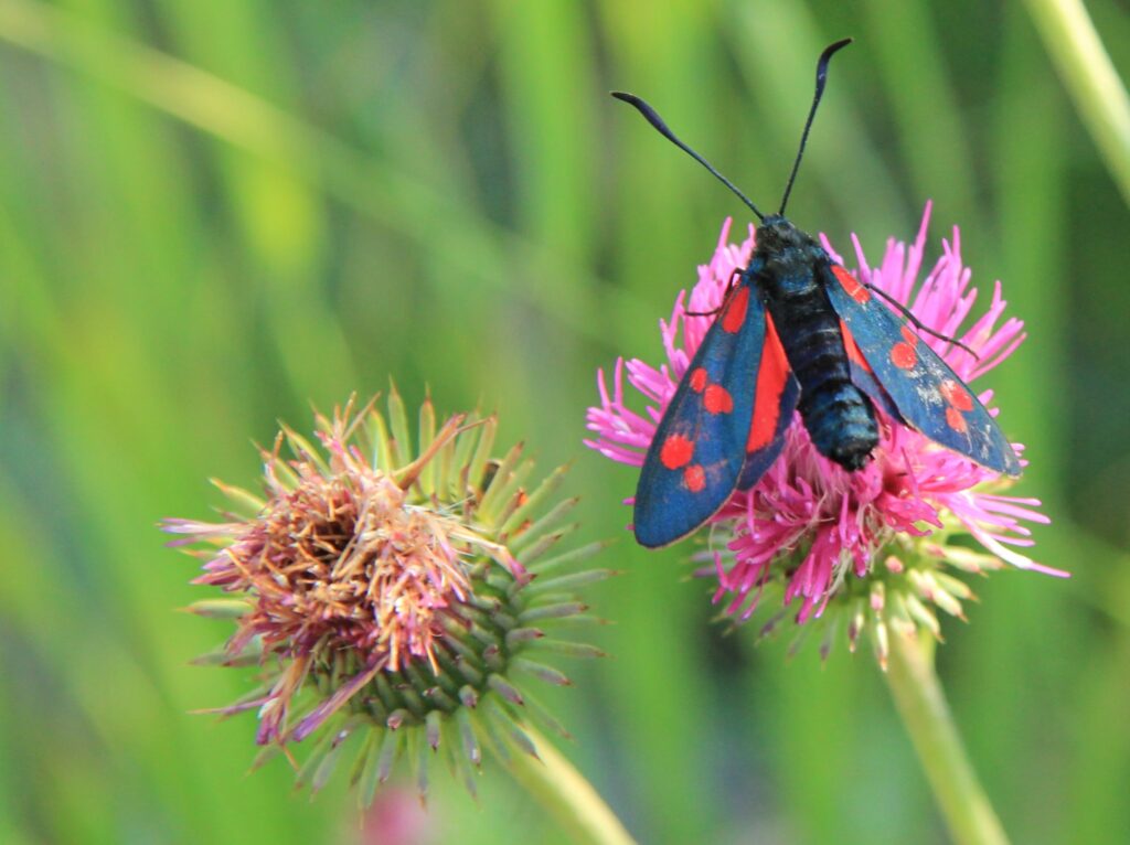 Colorful Insect on Pink Flower - Vibrant Nature Wallpaper Background