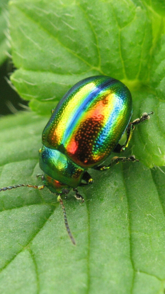 Vibrant Iridescent Beetle on Lush Green Leaf - Nature's Beauty Wallpaper