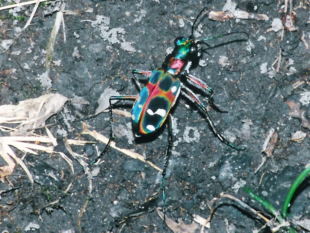 Vibrant iridescent blister beetle with colorful patterns on rough textured ground background Wallpaper
