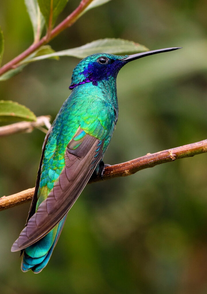 Vibrant Iridescent Hummingbird Wallpaper: Nature's Beauty Unveiled