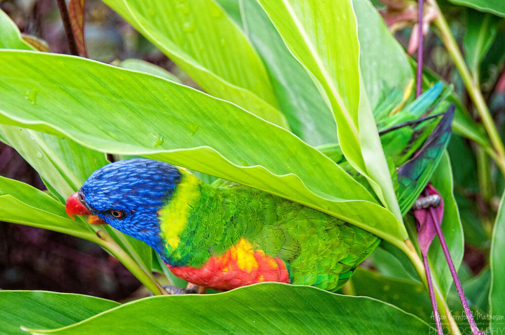 Vibrant Iris Lorikeet Among Lush Greenery in French Guiana Wallpaper