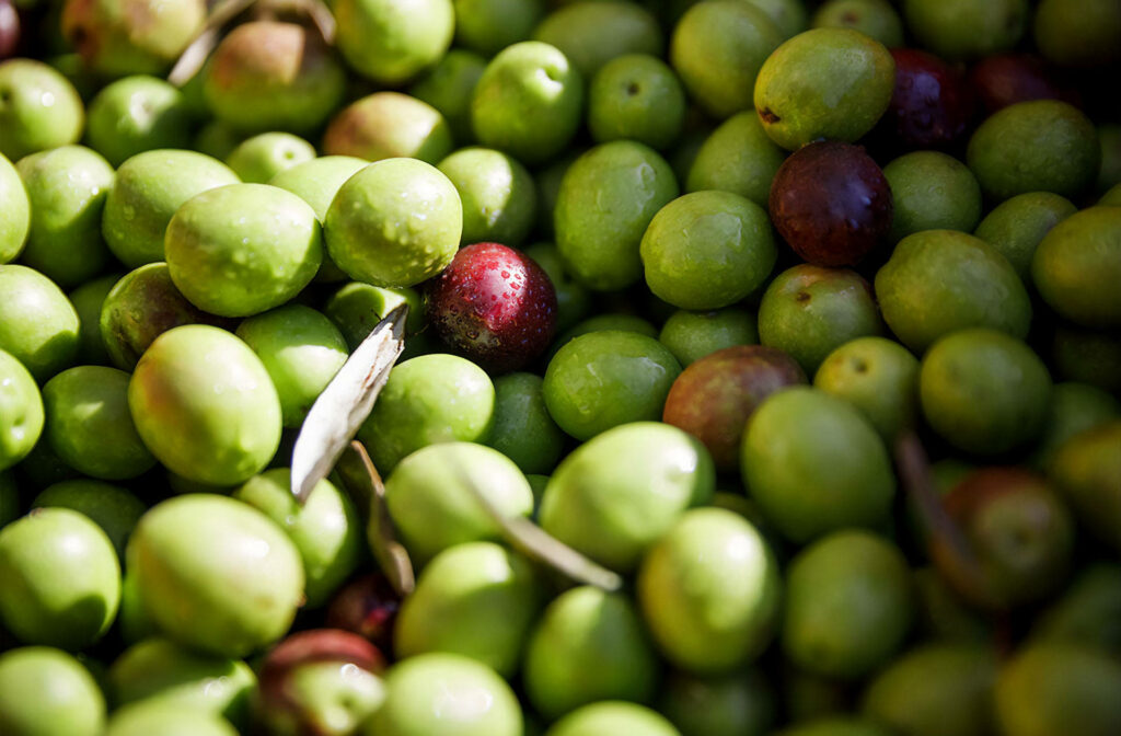 Vibrant Istrian Olive Wallpaper: Rustic Green & Purple Hues