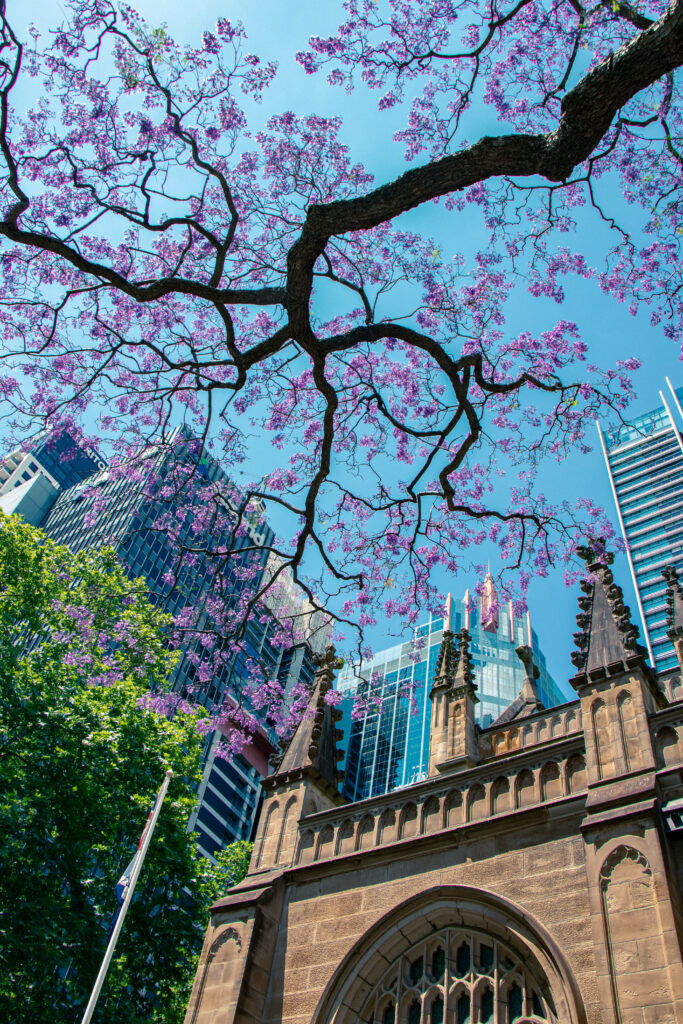 Vibrant Jacaranda Trees & Skyscrapers: Brisbane Wallpaper Background