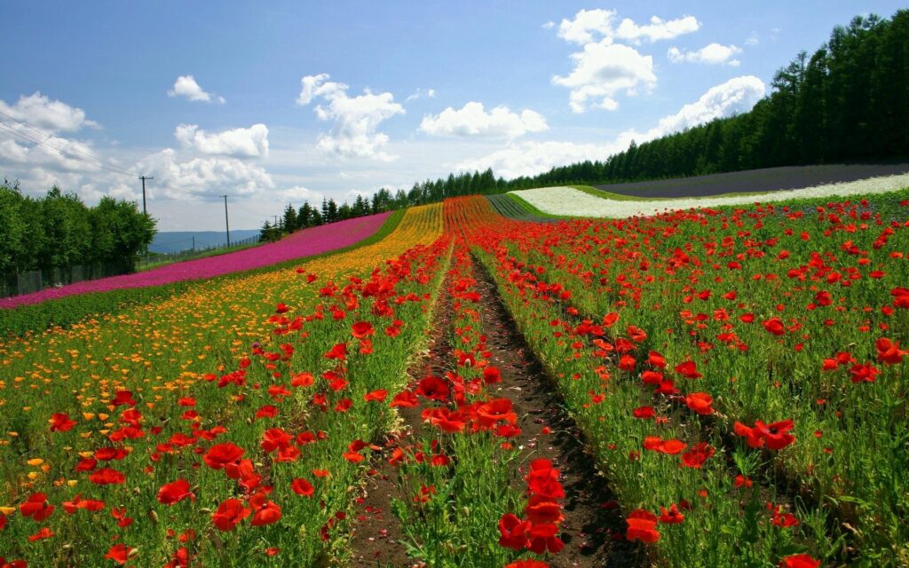 Vibrant Japanese flower field with blooming red yellow purple and white poppies under blue sky Wallpaper