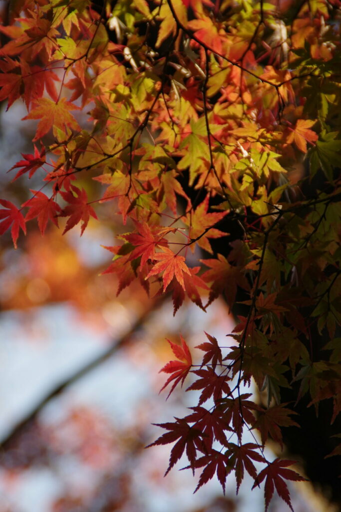 Vibrant Japanese Maple Leaves Close-Up Wallpaper Background
