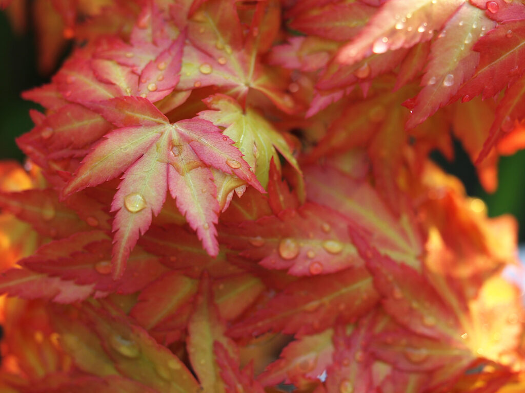 Vibrant Japanese Maple Leaves Wallpaper: Red, Orange, and Dew Drops