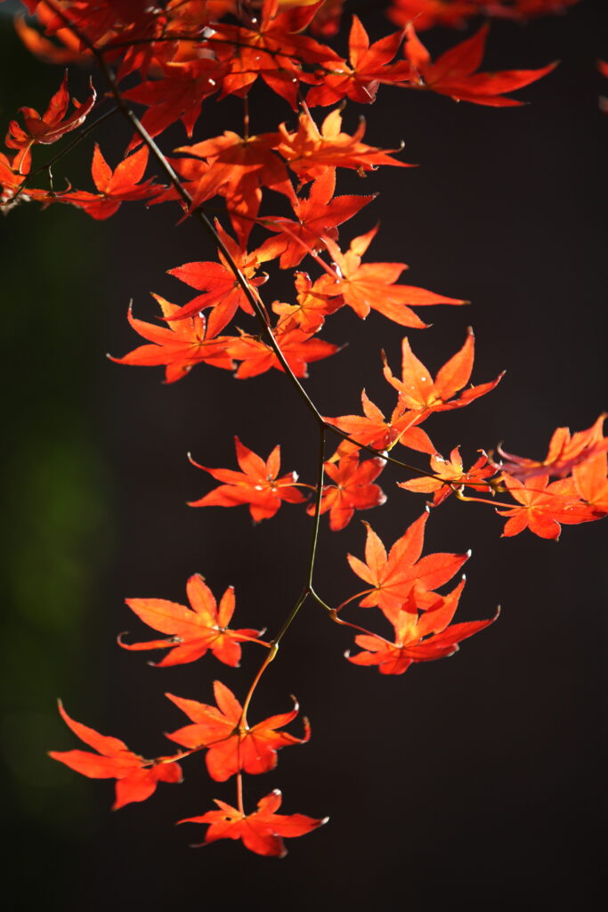 Vivid Red Japanese Maple Leaves Macro Wallpaper Background