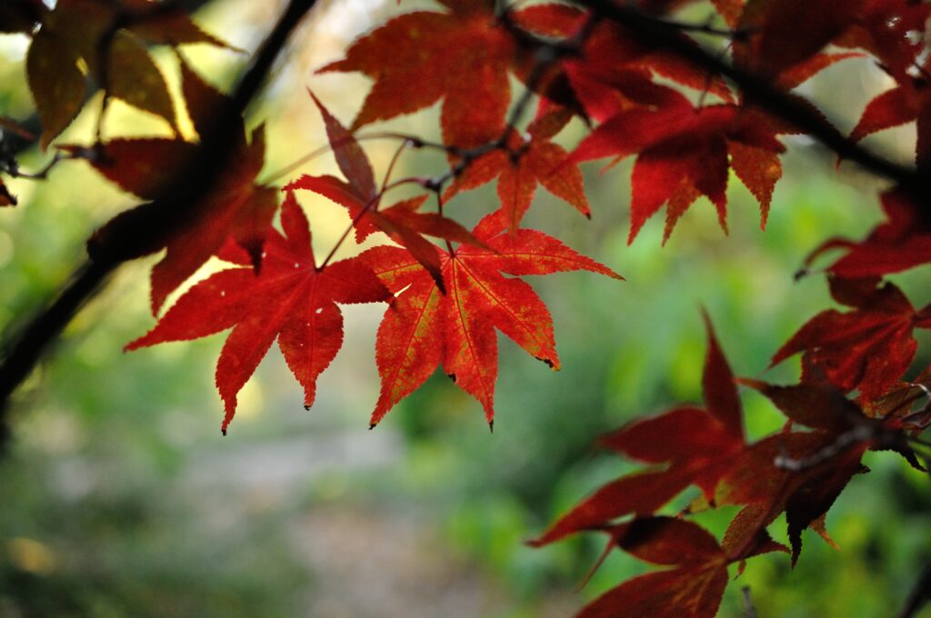 Vibrant Japanese Maple Macro: Striking Red Leaves Wallpaper