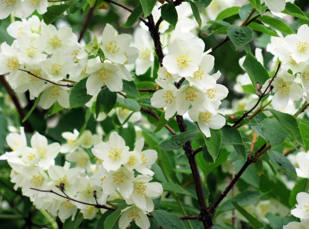 Vibrant Jasmine Blossom Wallpaper: Fresh Spring Background