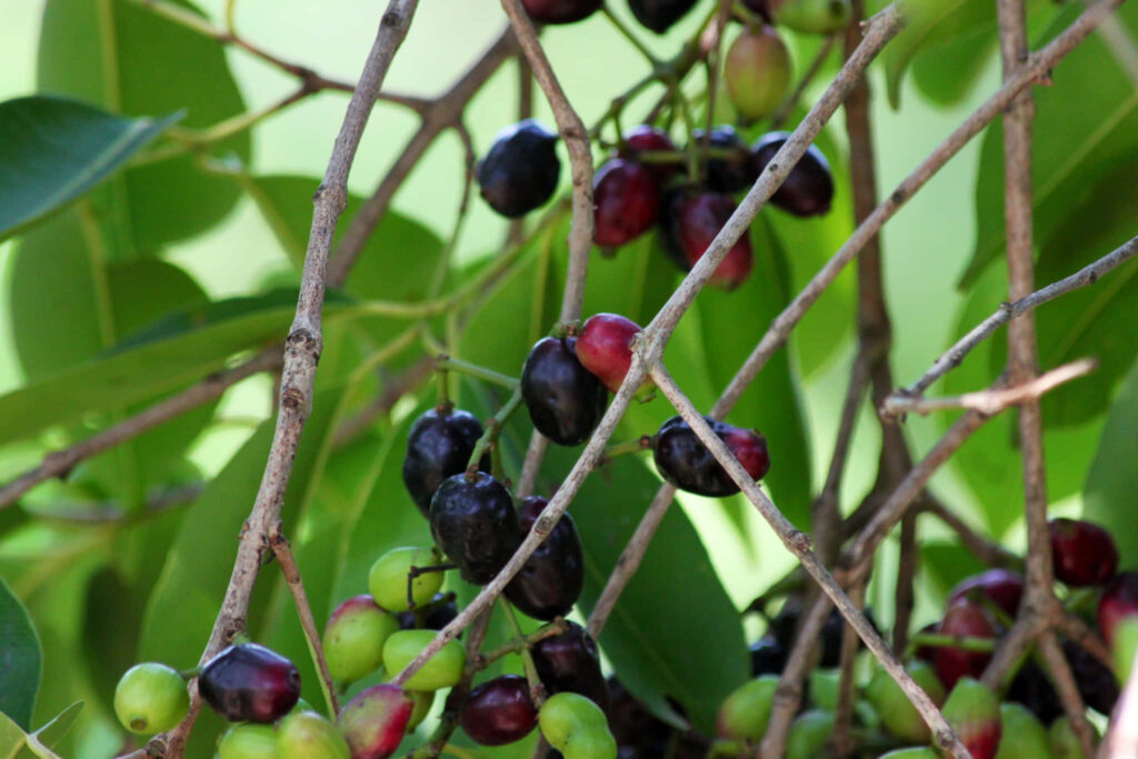Java plums ripening on branches with green and purple fruits against lush green leaves wallpaper