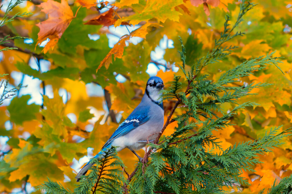 Vibrant Wallpaper: Jay on Branch with Autumn Foliage Background