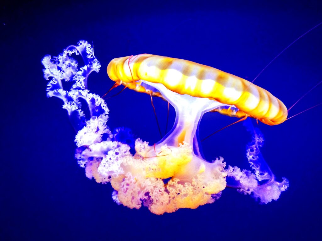 Mesmerizing Jellyfish Wallpaper: Vibrant Colors on Deep Blue Background