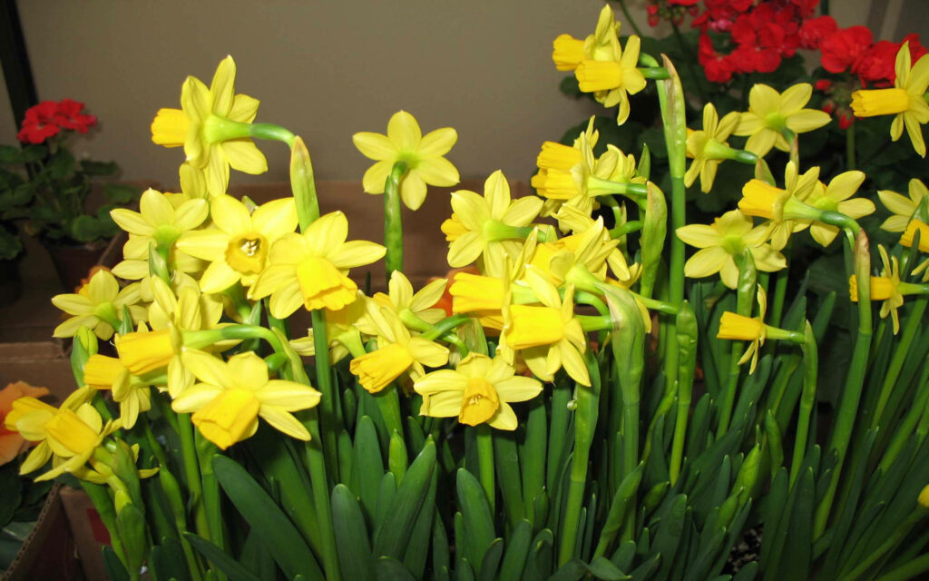 Vibrant Jonquilla Narcissus Wallpaper: Bright Yellow Spring Aesthetic